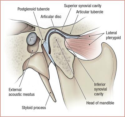 thumbs/Temporomandibular Joint.jpeg.jpg